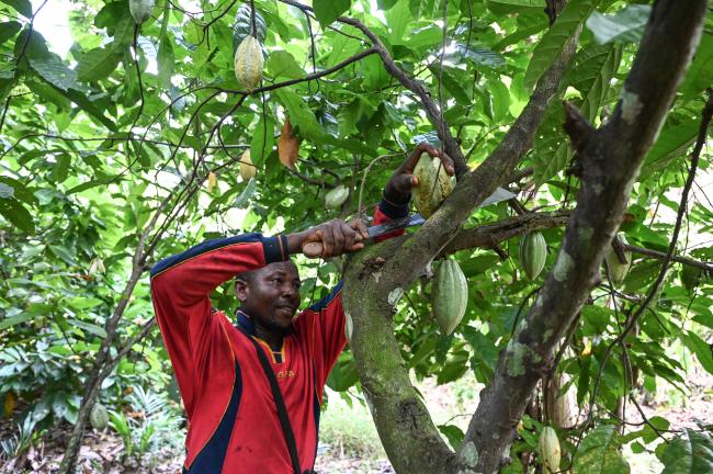 plantation de cacao Côte d'Ivoire Copyright (Tv5 Monde)
