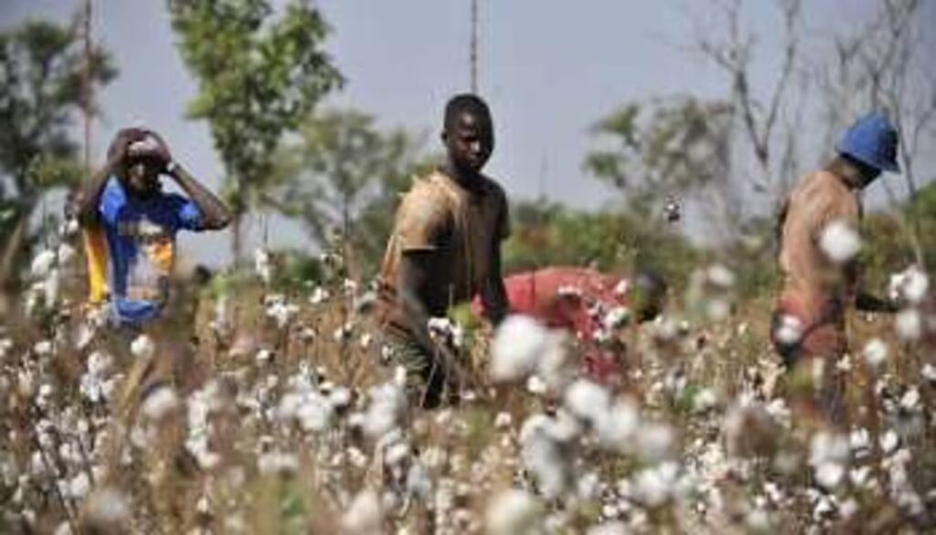 Le coton menacé au Tchad copy right (Jeune Afrique)