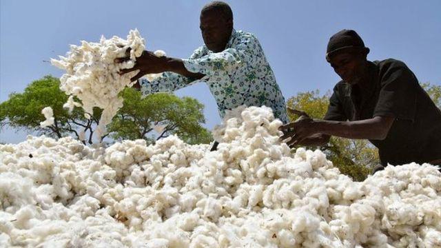 Côte d’Ivoire : 25,3 milliards FCFA pour soutenir la filière coton en 2025/2026