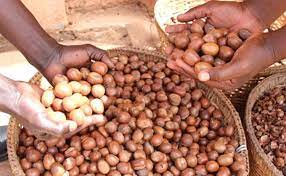 Nigéria : interdiction d’exporter des noix de karité brutes