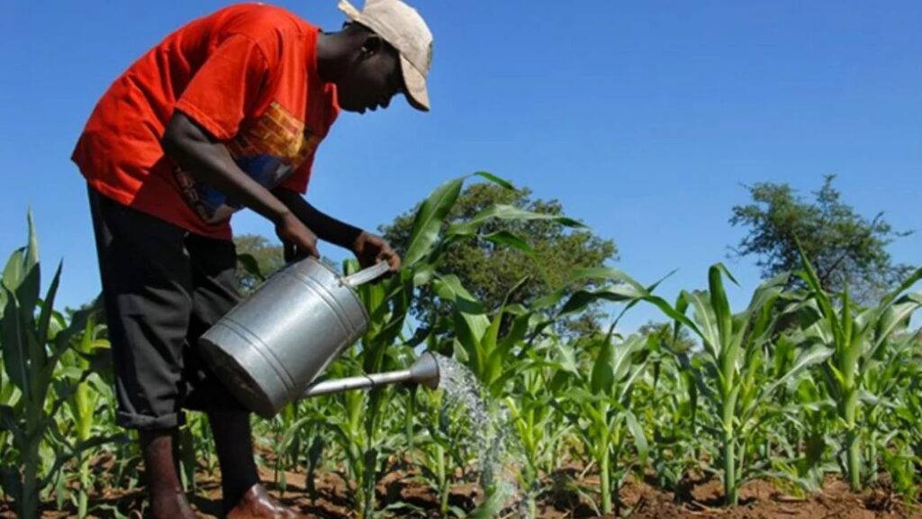 Sénégal : 22,5 millions de dollars pour moderniser l’agriculture