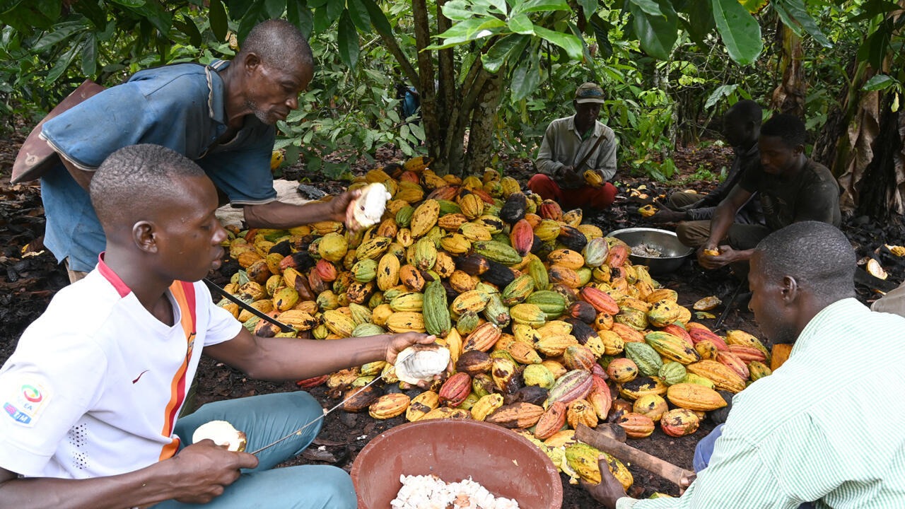Côte d’Ivoire : le gouvernement veut racheter des stocks de cacao pour apaiser la crise