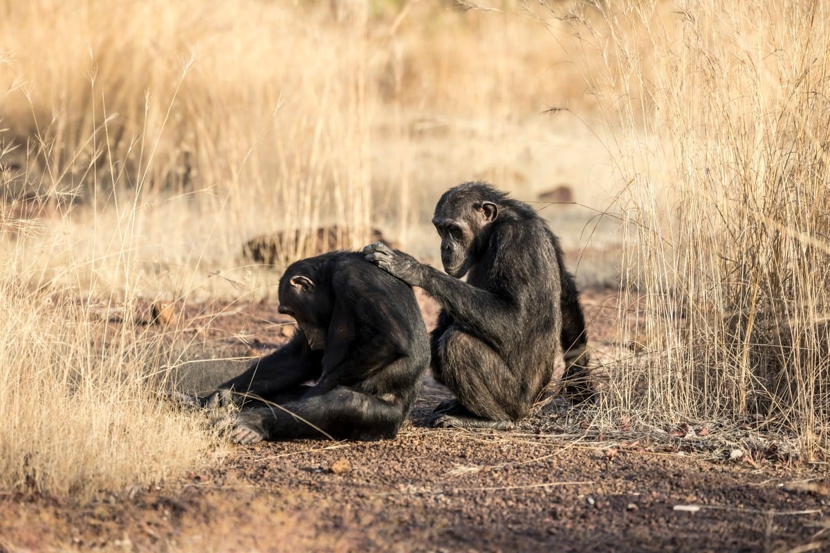 Sénégal : étudier les chimpanzés à l’abri des mines d’or