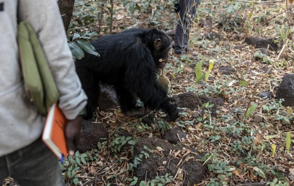 Sénégal : étudier les chimpanzés à l’abri des mines d’or