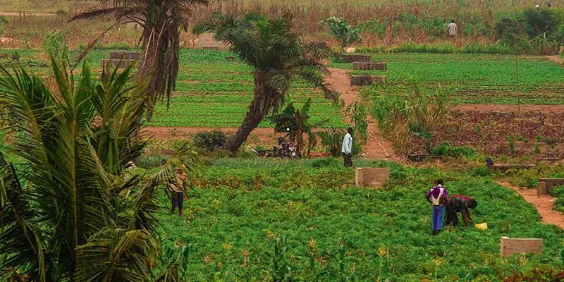 Togo : l’agriculture biologique en quête de normes nationales