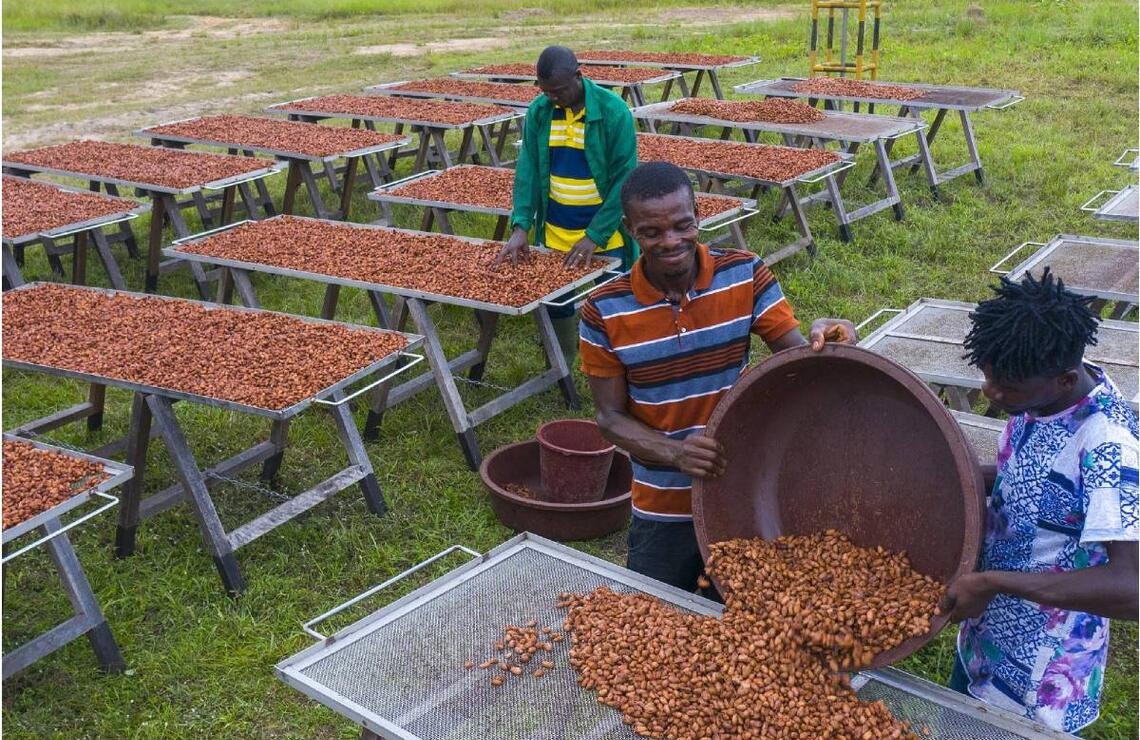 Afrique : les exportations de cacao bio chutent de 22,65 % en 2024