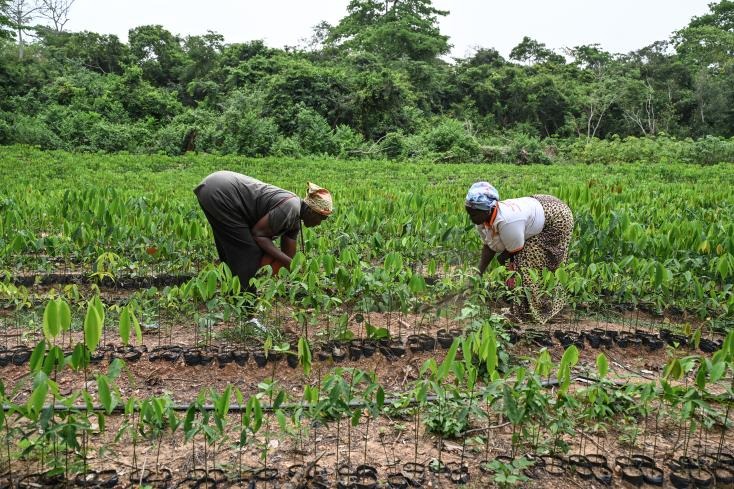 Côte d’Ivoire : des femmes s’émancipent grâce à l’hévéa