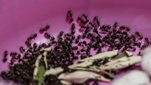 Kenya : un ressortissant chinois condamné pour trafic de fourmis