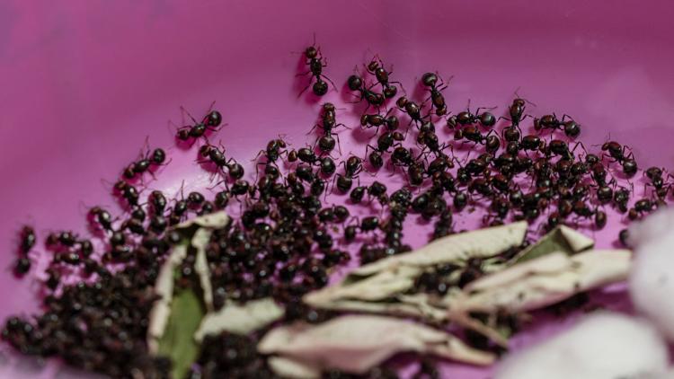 Kenya : un ressortissant chinois condamné pour trafic de fourmis