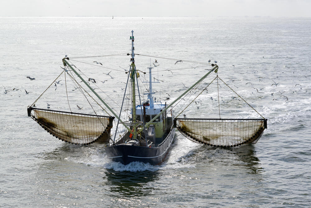 Pêche industrielle : le Sénégal accusé de relancer la surexploitation marine