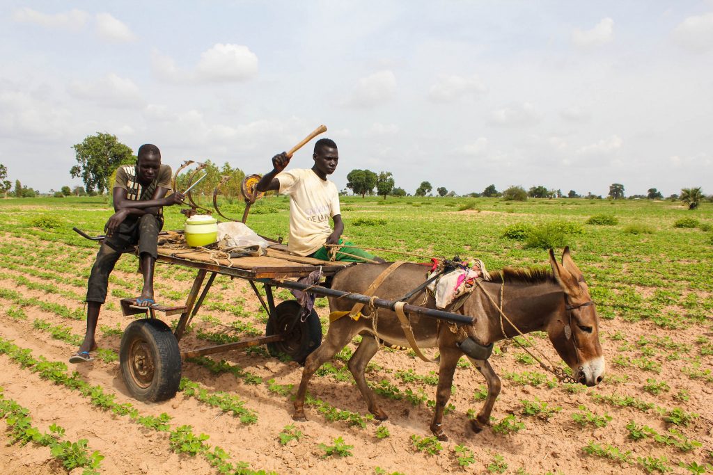 Agriculture : 130 milliards FCFA injectés dans le système alimentaire sénégalais