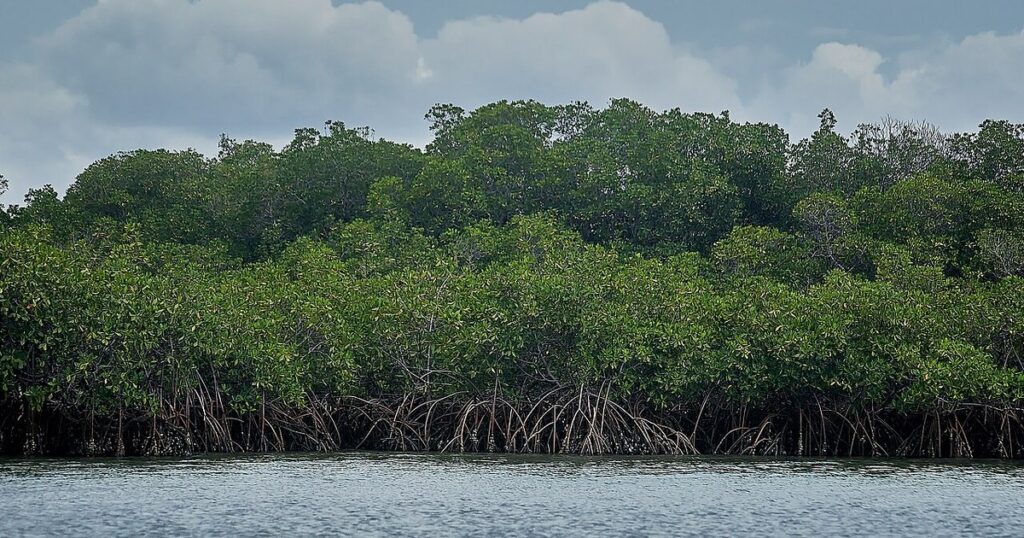 La mangrove du Delta du Saloum au Sénégal, ou les agricultrices et ostreicultrices de Nemabah cultivent les huitres