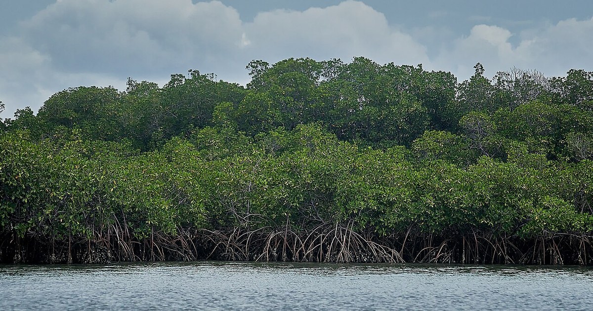 La mangrove du Delta du Saloum au Sénégal, ou les agricultrices et ostreicultrices de Nemabah cultivent les huitres