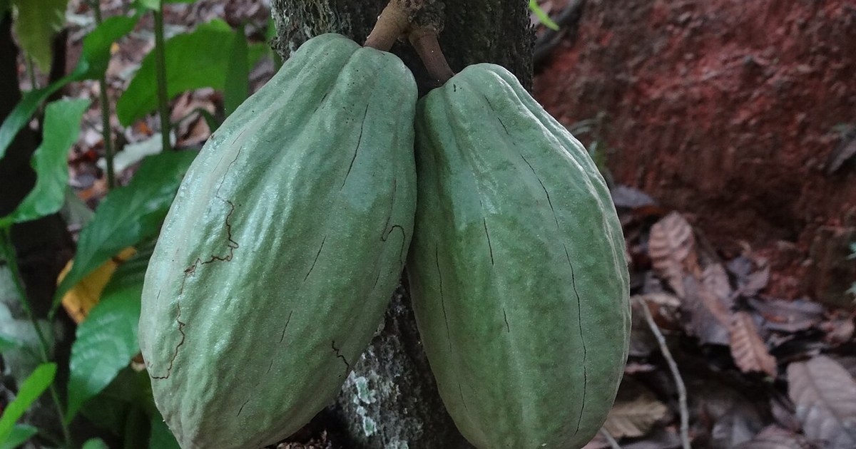 Cabosses de cacao en Cote d'Ivoire, filiere dont l'Etat a rachete 123 000 tonnes de stock invendu ; cacao ivoirien