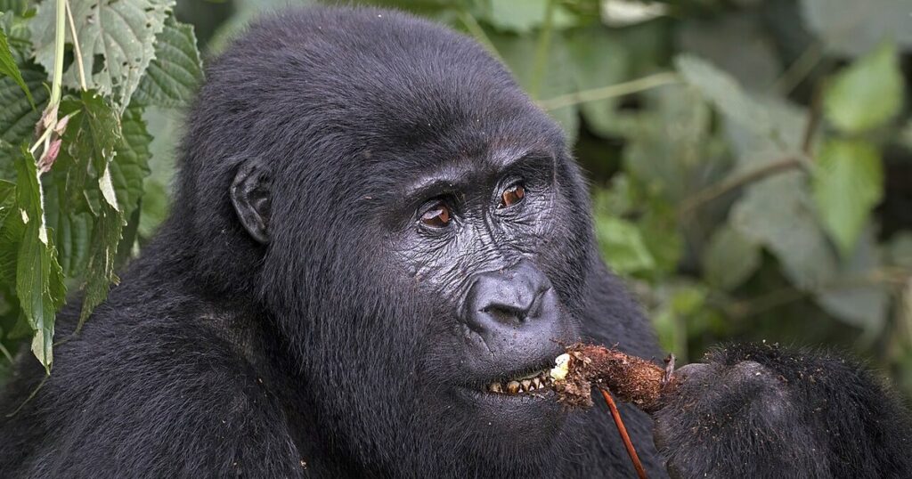 Un gorille de montagne, espèce au coeur de la politique de conservation des gorilles au Rwanda