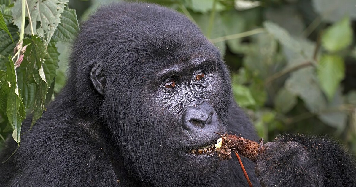 Un gorille de montagne, espèce au coeur de la politique de conservation des gorilles au Rwanda
