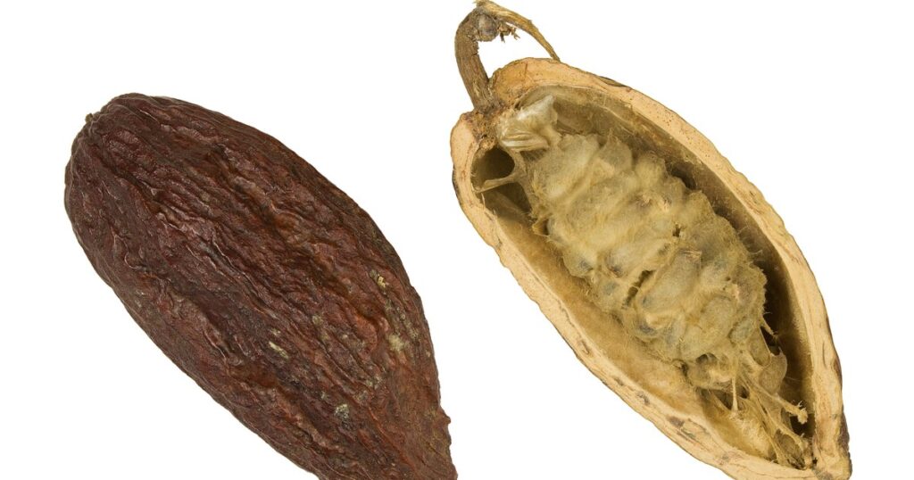 Cacao : quatre pays africains lancent leur « OPEP de l'or brun »