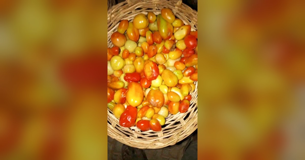 Panier de tomates fraîchement récoltées, filière tomate au Burkina Faso