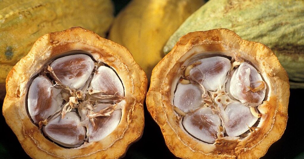 Cabosses de cacao, premier poste d'exportation du Cameroun