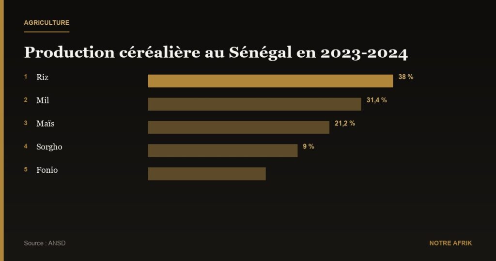 Sénégal : la production de céréales croît de près de 10 % entre 2023 et 2024