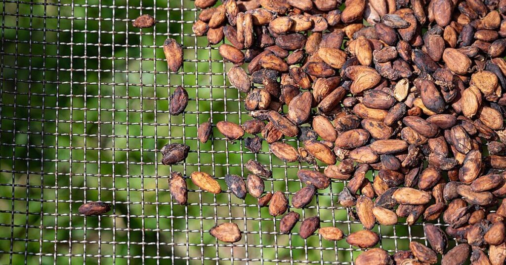 Fèves de cacao à Soubré en Côte d'Ivoire, filière visée par le procès Lindt