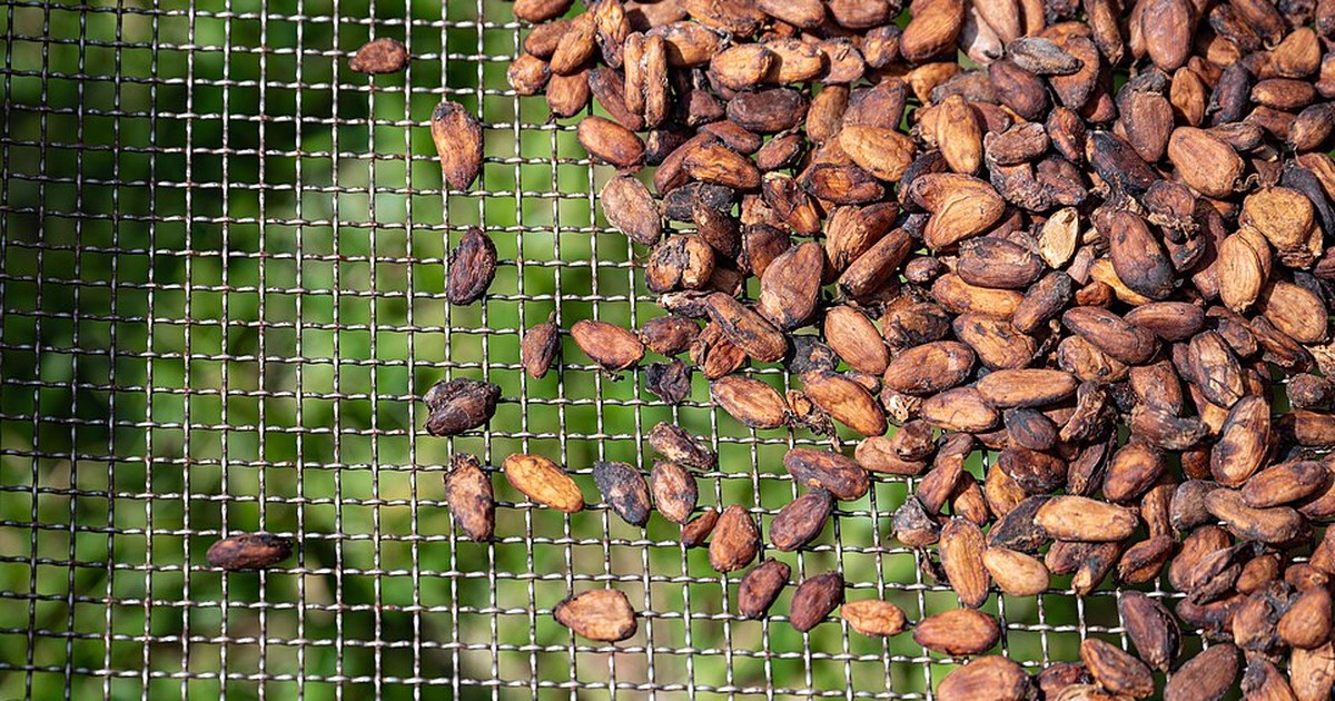 Fèves de cacao à Soubré en Côte d'Ivoire, filière visée par le procès Lindt