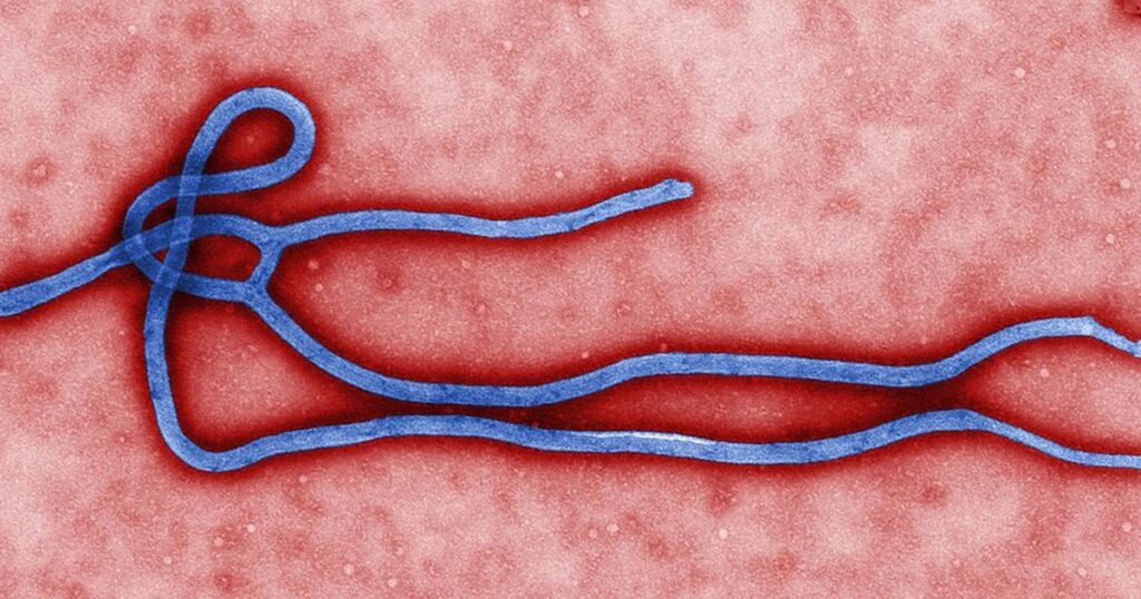 Virion du virus Ebola, épidémie cartographiée en RDC