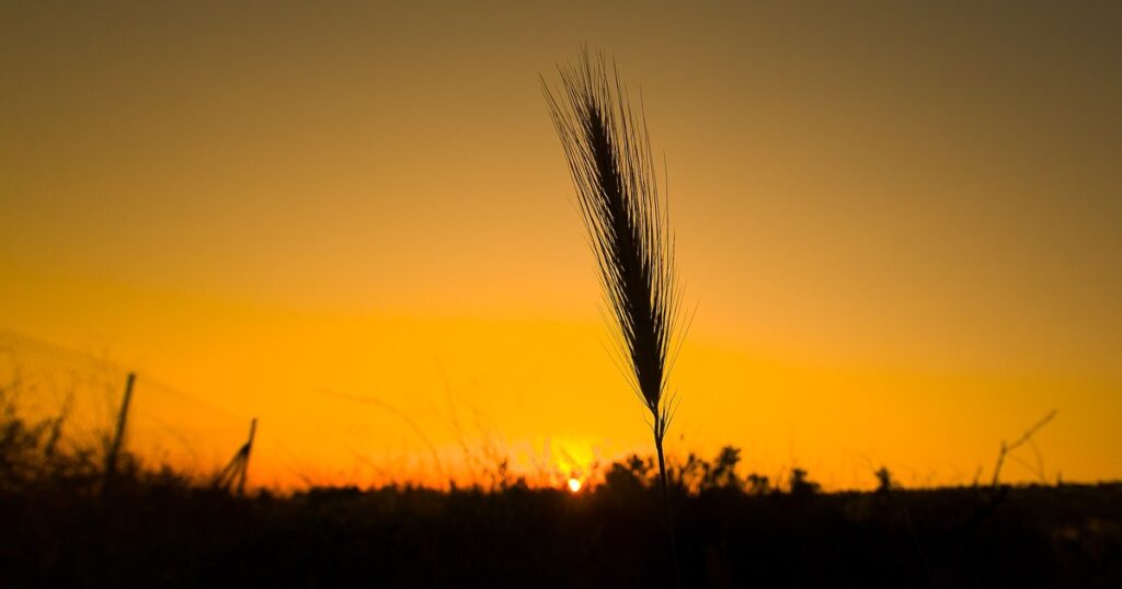Épi de blé au coucher du soleil, céréale au cœur de la concurrence commerciale entre la France et la Russie au Soudan