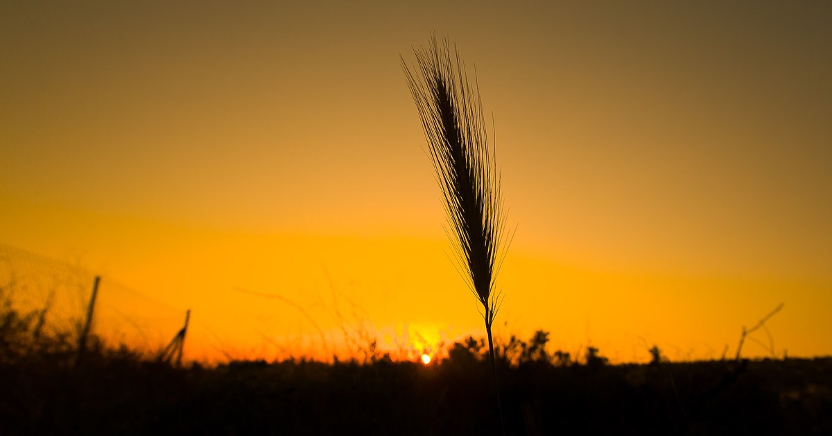Épi de blé au coucher du soleil, céréale au cœur de la concurrence commerciale entre la France et la Russie au Soudan