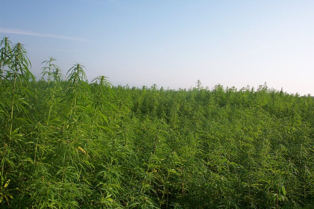 Champ de chanvre industriel, illustrant la filière légale du cannabis au Botswana