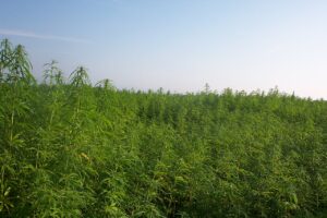 Champ de chanvre industriel, illustrant la filière légale du cannabis au Botswana