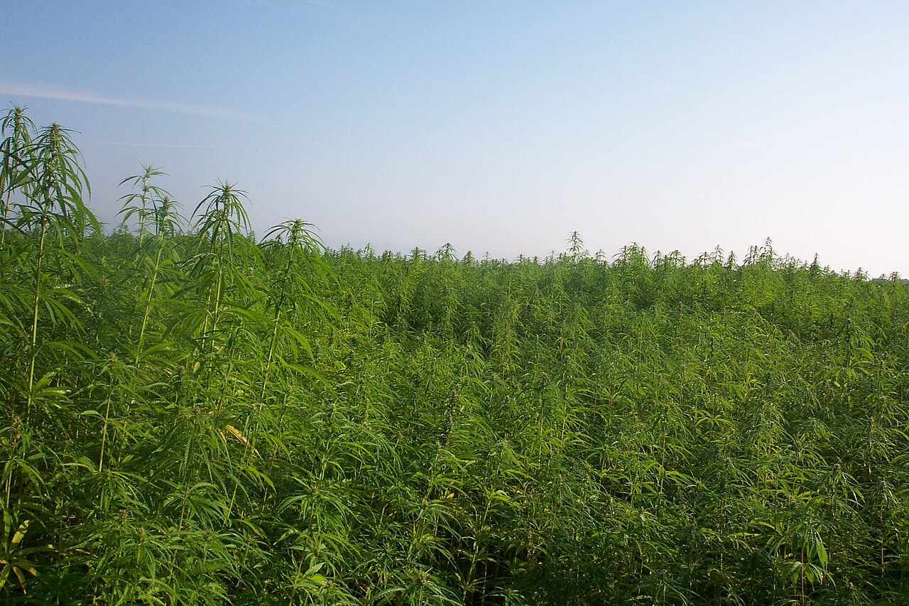 Champ de chanvre industriel, illustrant la filière légale du cannabis au Botswana