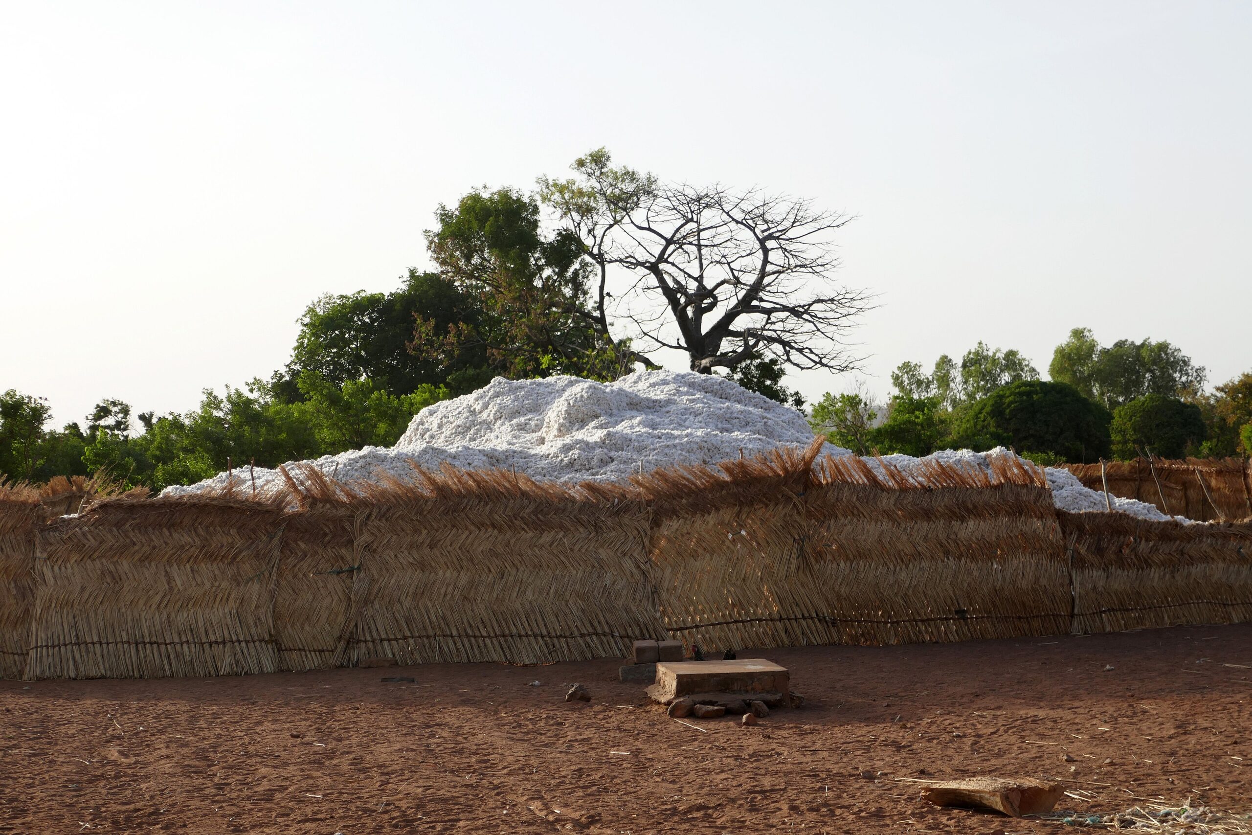 Tas de coton graine récolté dans un enclos au Bénin, premier producteur de la zone CFA
