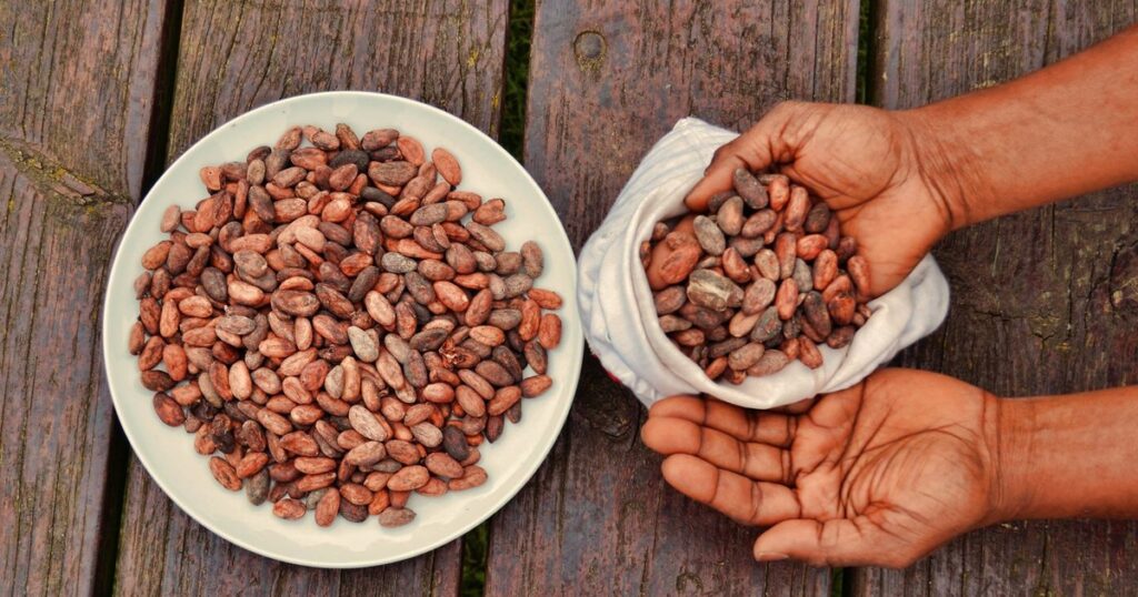 Feves de cacao dans un sac et une assiette, filiere dont les exportations camerounaises chutent