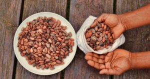 Feves de cacao dans un sac et une assiette, filiere dont les exportations camerounaises chutent