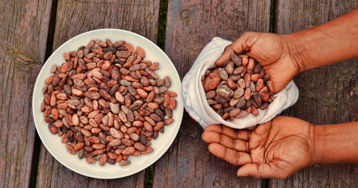 Feves de cacao dans un sac et une assiette, filiere dont les exportations camerounaises chutent