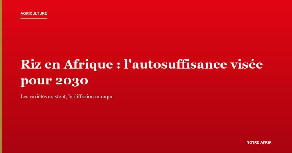 Riz en Afrique : l'écart entre production locale et consommation