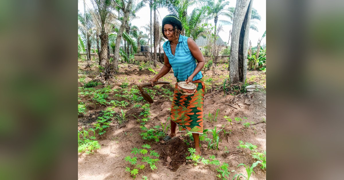 Travail agricole au Nigeria, où les agricultrices fournissent 37 % du travail de production végétale