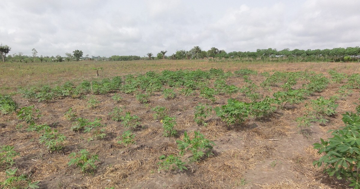 Agriculture Togo : champ cultivé dans une vallée intérieure togolaise