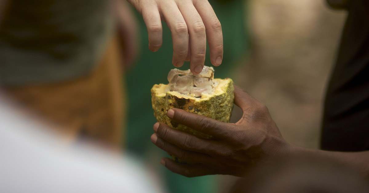 Cacao ivoirien : cabosse ouverte tenue par un planteur
