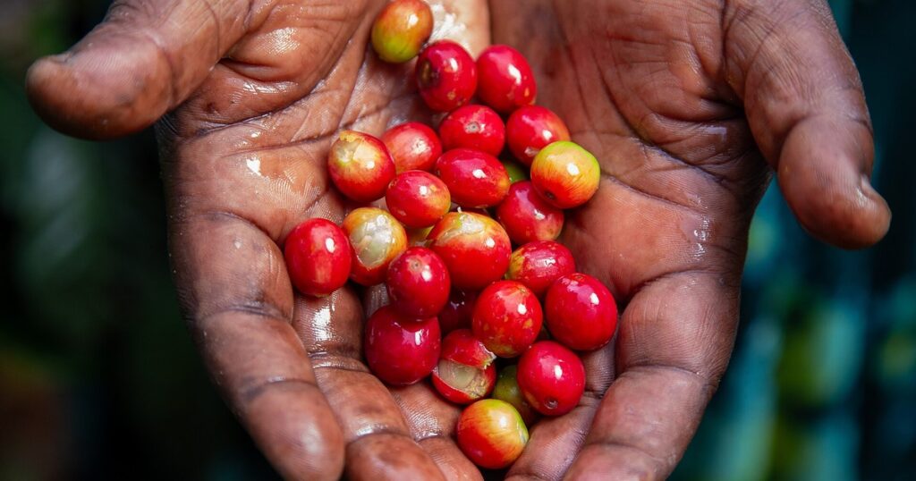 Café africain : cerises de café dans les mains d'un planteur ougandais