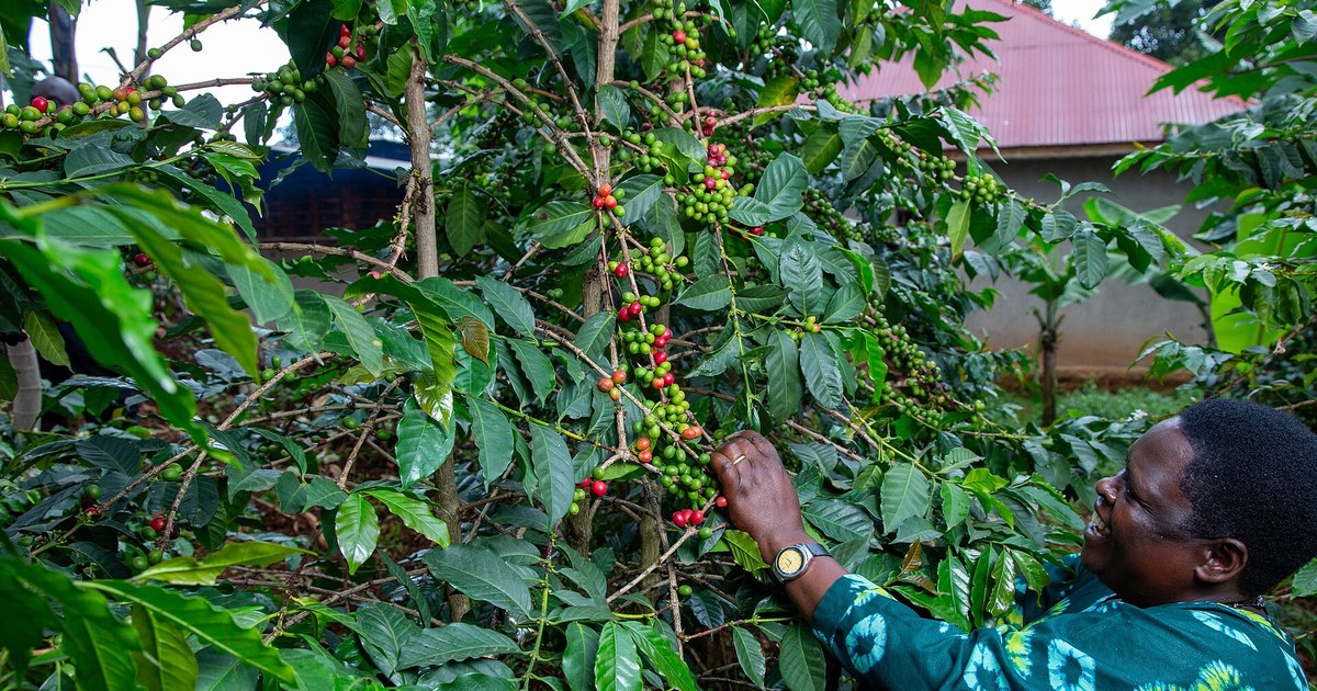 Café robusta : récolte de cerises dans une plantation ougandaise