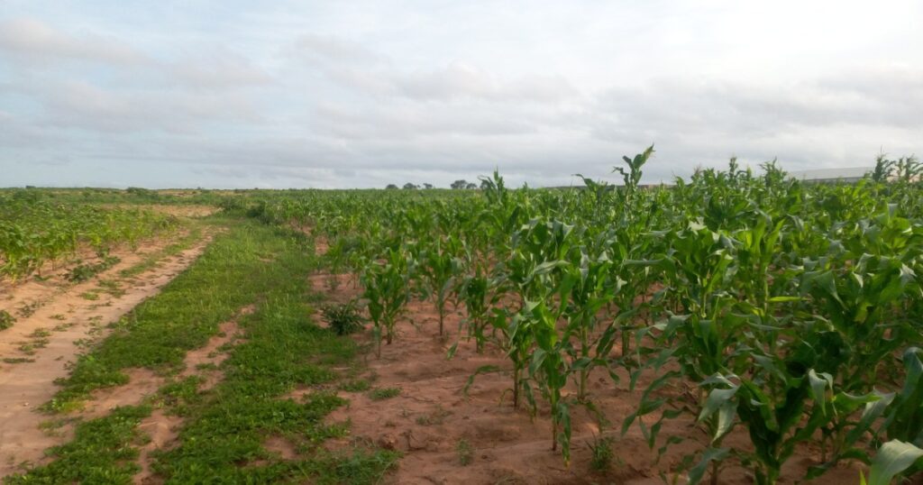 Champ de maïs au Nigeria, le type de parcelle que les systèmes de données agricoles par satellite cartographient
