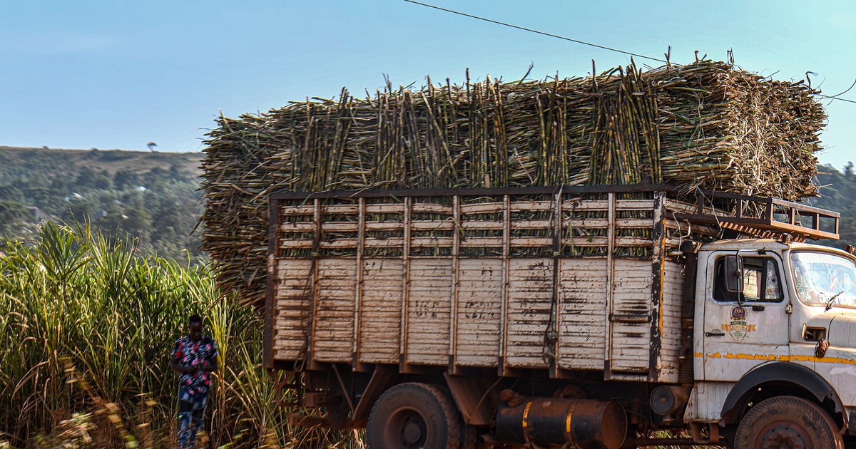 Camion chargé de canne à sucre en Ouganda, matière première de l'éthanol en Afrique