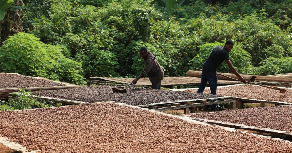 Séchage de fèves de cacao près de Yaoundé, au Cameroun : les stocks de cacao gagés sont au cœur du litige de la Bicec