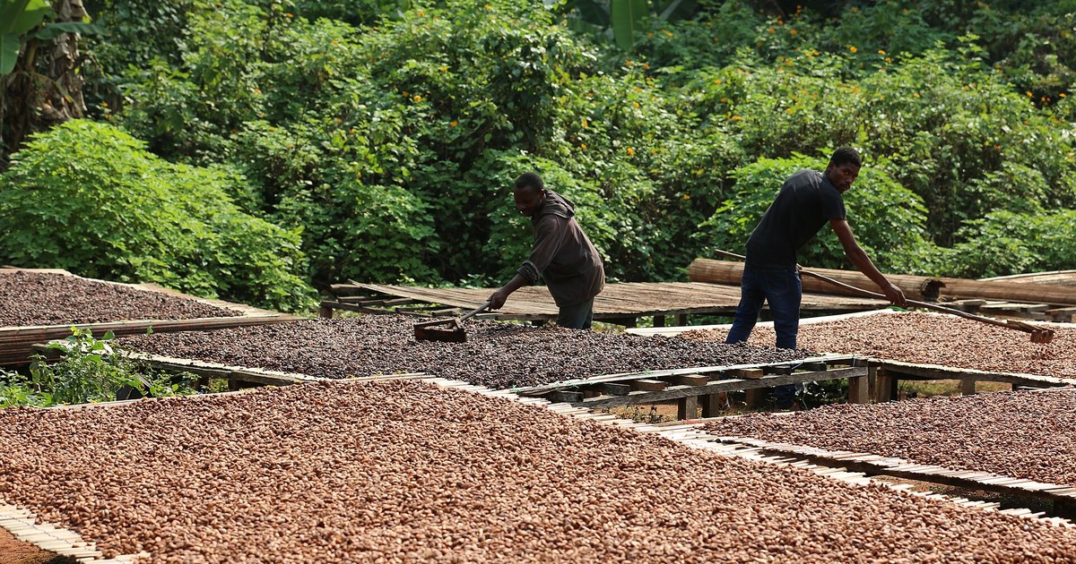 Séchage de fèves de cacao près de Yaoundé, au Cameroun : les stocks de cacao gagés sont au cœur du litige de la Bicec