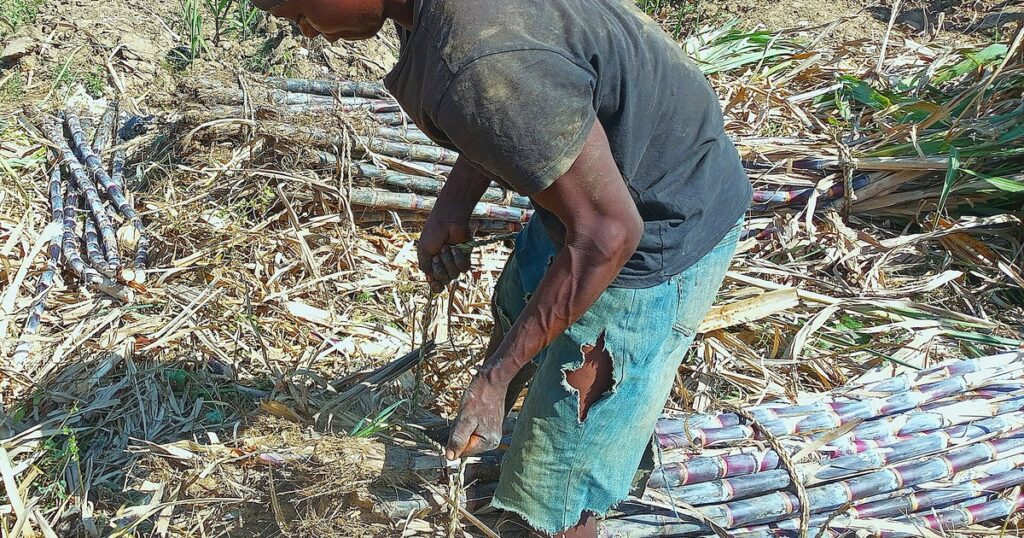 Récolte de canne à sucre au Nigeria, culture visée par les mandats biocarburants