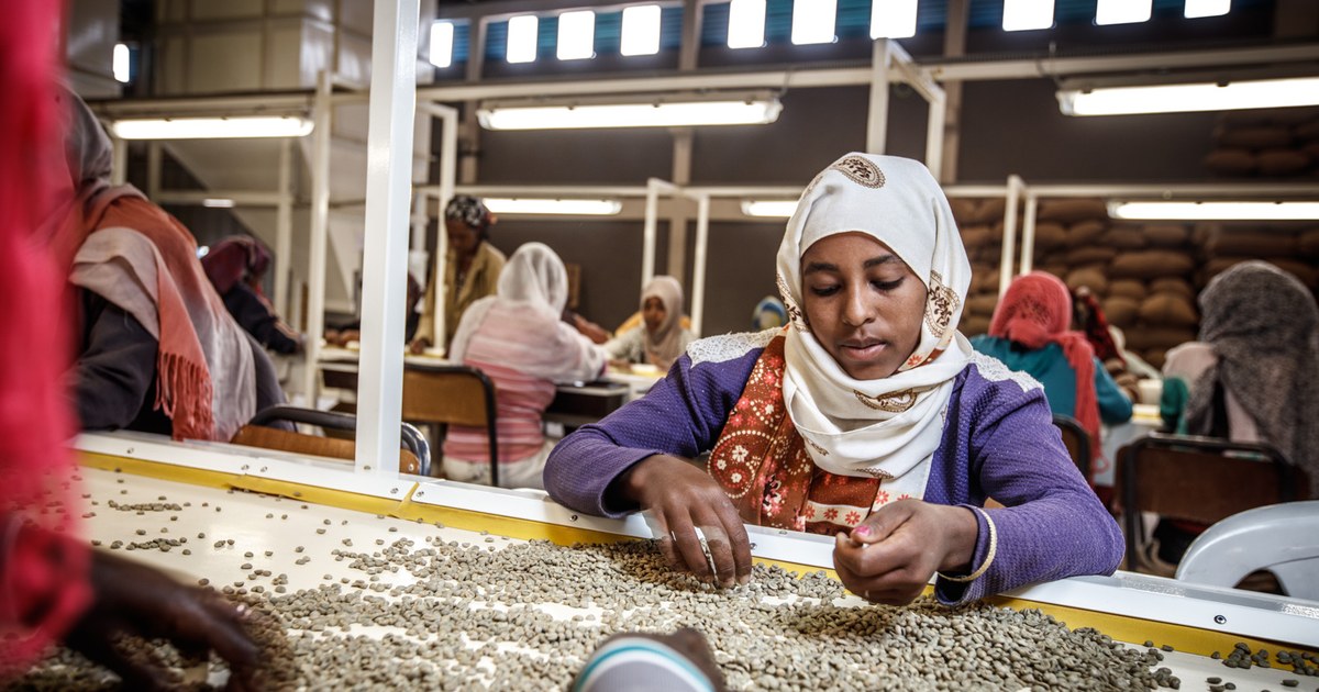 Tri manuel de grains de café vert dans une usine d'Addis-Abeba : le café africain part transformé jusqu'au tri, pas jusqu'à la torréfaction