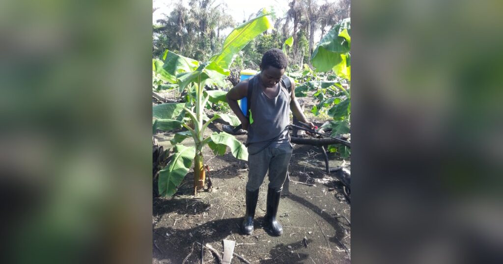 Agriculteur nigérian équipé d'un pulvérisateur à dos dans une bananeraie, filière exposée à la règle européenne sur les pesticides interdits