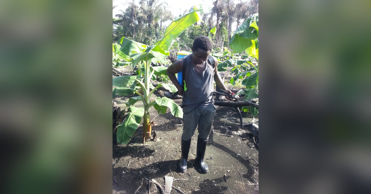 Agriculteur nigérian équipé d'un pulvérisateur à dos dans une bananeraie, filière exposée à la règle européenne sur les pesticides interdits